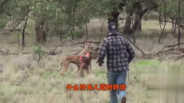 袋鼠vs人(袋鼠VS人类)