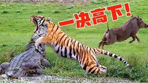 老虎vs猛龙(老虎vs蟒蛇完整版视频)